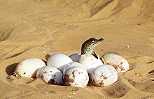 pile of eggs in the sand, with a newly hatched crocodile looking over the top