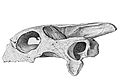 Schädel von Cylindraspis inepta