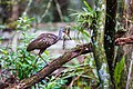 Corkscrew Swamp Sanctuary (USA) (abgebildet ist in Rallenkranich)