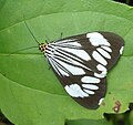 Marbled white moth (Nyctemera coleta) from the Philippines