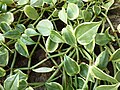 Peperomia nitida "variegata"