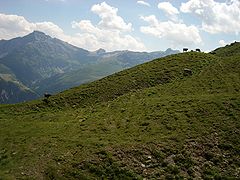 Alpine grassland with ruminants grazing
