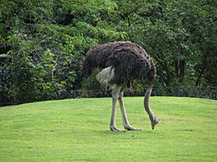 Southern ostrich
