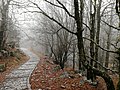 Trail that leads to Vikos Gorge.