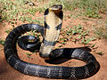 King cobra. Cambodia has many different kinds of snakes.