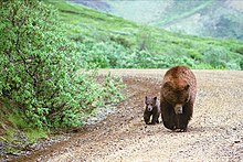 Adult brown bear (Ursus arctos) and cub walk in step along the park road straight toward the camera, as seen and photographed from a tour bus.