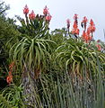 Aloe pluridens (French aloe)