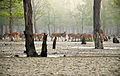 Axishirsche in den Sundarbans