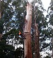 An arborist blocking down a section in Victoria, Australia