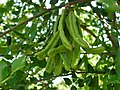Green carob fruit pods on tree, 15 cm (6 in) long