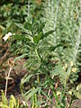 Amaranthus retroflexus, known as "pigweed"