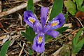 Image 8Dwarf lake iris (from Michigan)