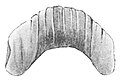 Drawing of the jaw of the Kerry Slug Geomalacus maculosus. The jaw of this species measures about 1 mm and has broad ribs.