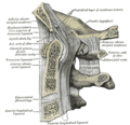 Median sagittal section through the occipital bone and first three cervical vertebra