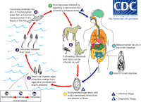 Life cycle of the digenean Metagonimus, an intestinal fluke