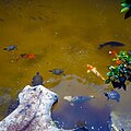 Koi and Turtles in Pond