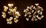 Maize popcorn and popped sorghum