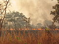 Buschfeuer an der Straße zwischen Bimbila und Yendi, Januar 2010