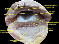 Extrinsic eye muscle. Nerves of orbita. Deep dissection