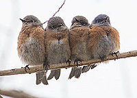Birds huddling for warmth to homeostatically maintain their core temperature. Good hi-res, warm-looking feathers.