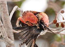 A reddish-headed bird puts its beak on a small nipple at the base of its brownish-grey tail.