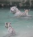 Schwimmende weiße Königstiger
