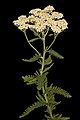 Image 36Yarrow, a medicinal plant found in human-occupied caves in the Upper Palaeolithic period. (from History of medicine)