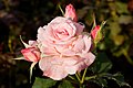 Most garden roses are double-flowered