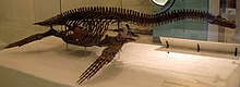 mounted skeleton of the long-necked plesiosaur Cryptoclidus