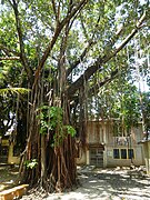 A balete in Bustos, Bulacan, Philippines.