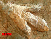 Gigandipus, a dinosaur footprint in the Lower Jurassic Moenave Formation at the St. George Dinosaur Discovery Site at Johnson Farm, southwestern Utah