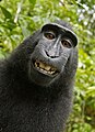 Image 6One of two monkey selfies taken by Celebes crested macaques using equipment belonging to the British nature photographer David Slater. In mid-2014, the images' hosting on Wikimedia Commons was at the centre of a dispute over whether copyright could be held on artworks made by non-human animals. Slater argued that, as he had "engineered" the shot, he held copyright, while Wikimedia considered the photographs public domain on the grounds that they were made by an animal rather than a person. In December 2014, the United States Copyright Office stated that works by a non-human are not subject to US copyright, a view reaffirmed by a US federal judge in 2016.