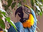 Macaw in captivity, Florida, US