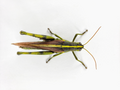 Obscure Bird Grasshopper - Schistocerca obscura - dorsal view