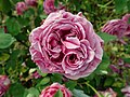 ‘Bourbon Rose’ (Rosa × borboniana), vor 1819