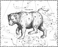 Johannes Hevelius drew Ursa Major as if being viewed from outside the celestial sphere.