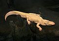 Image 3 Albino alligator