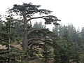 Forest of The Cedars of God