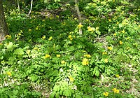A patch of blooming plants at the Morton Arboretum in Illinois