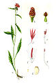 Illustration von Jacob Sturm: a.) Pflanze, b.) Blumenhülle, c.) Hüllblatt, d.) Randblüte, e.) Mittelblüte, f.) geöffnete Blüte, g.) Griffel, h.) Frucht