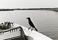 A friendly grackle, on the way to Buzzard Bay
