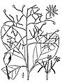 American smoketree (Cotinus obovatus)