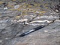 Ptygmatische Falten in einem Migmatit