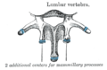 Ossification of lumbar vertebrae