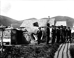 Group of men in front of structures including a barabara at center, Karluk Village, 1906