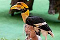 Doppelhornvogel (Buceros bicornis) bei einer Vorführung im Jurong Bird Park