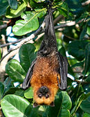 An orange bat with black legs, wings, and snout