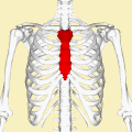 Position of sternum (shown in red). Animation.