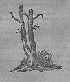 Garnett's 18th century "Marriage tree"