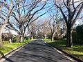 Grant Crescent, Griffith, Australian Capital Territory, Australia: American elms in winter